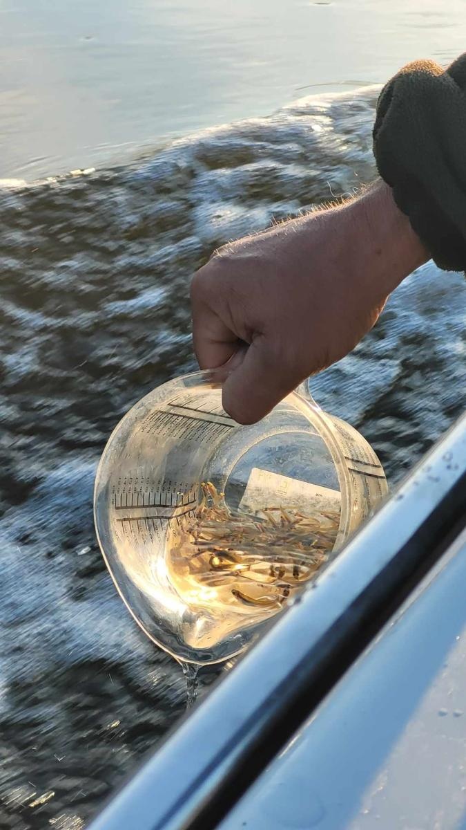 Zdjęcie w galerii na portalu naszraciborz.pl: Akcja ODROdzenie wiadomości z regionu