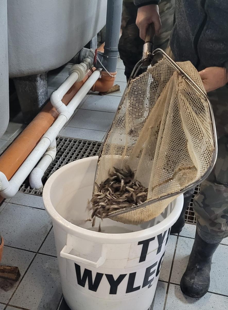 Zdjęcie w galerii na portalu naszraciborz.pl: Akcja ODROdzenie wiadomości z regionu