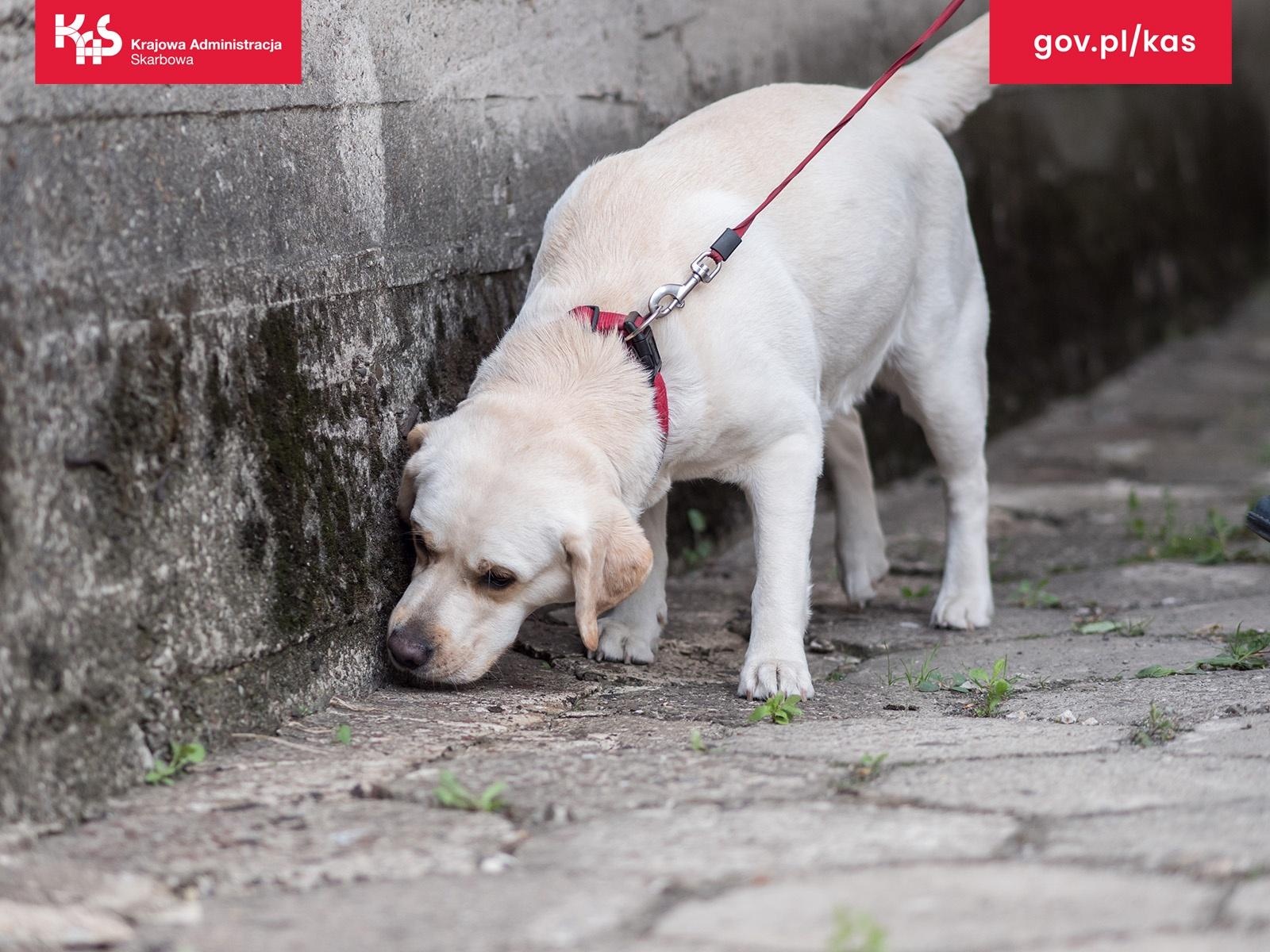 Zdjęcie w galerii na portalu naszraciborz.pl: Śląskie targowiska pod lupą Krajowej Administracji Skarbowej  wiadomości z regionu
