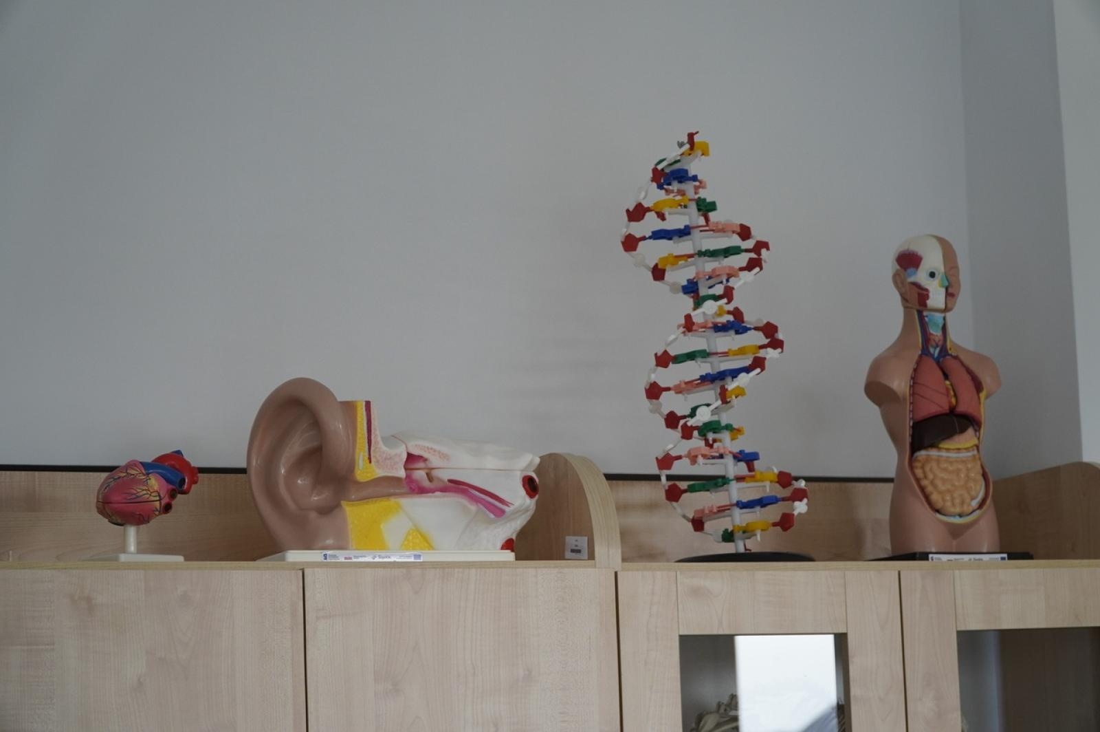 Zdjęcie w galerii na portalu naszraciborz.pl: Otwarcie Zielonej Pracowni w SP 1. Zielona wyspa Ostróg wiadomości z regionu