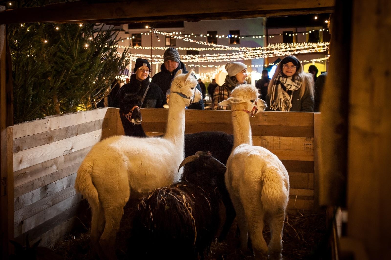 Zdjęcie w galerii na portalu naszraciborz.pl: Magia zamkowego jarmarku przyciągnęła tłumy [FOTO i WIDEO] wiadomości z regionu