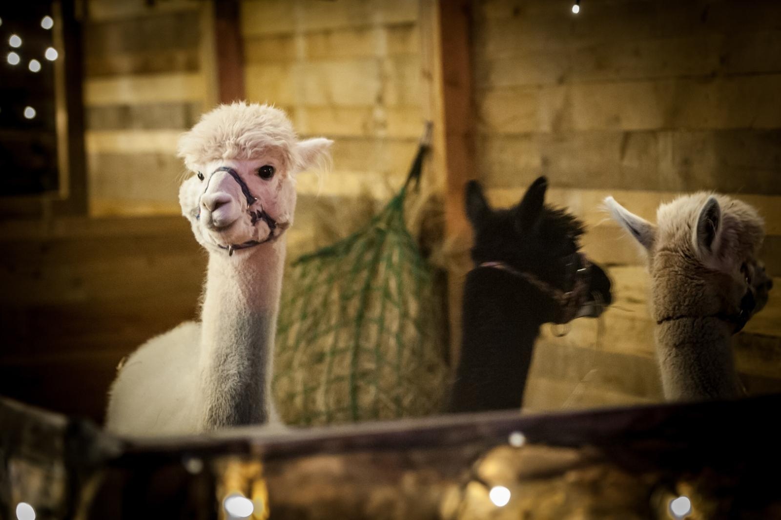 Zdjęcie w galerii na portalu naszraciborz.pl: Magia zamkowego jarmarku przyciągnęła tłumy [FOTO i WIDEO] wiadomości z regionu