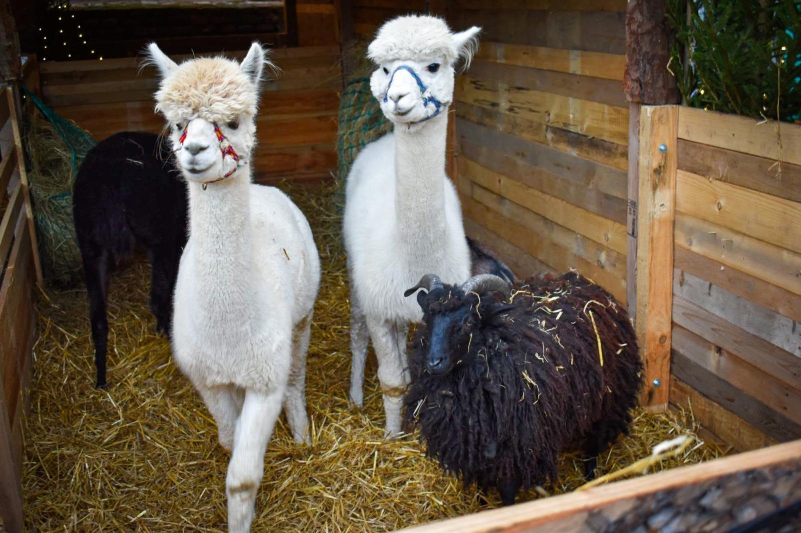 Zdjęcie w galerii na portalu naszraciborz.pl: Magia zamkowego jarmarku przyciągnęła tłumy [FOTO i WIDEO] wiadomości z regionu