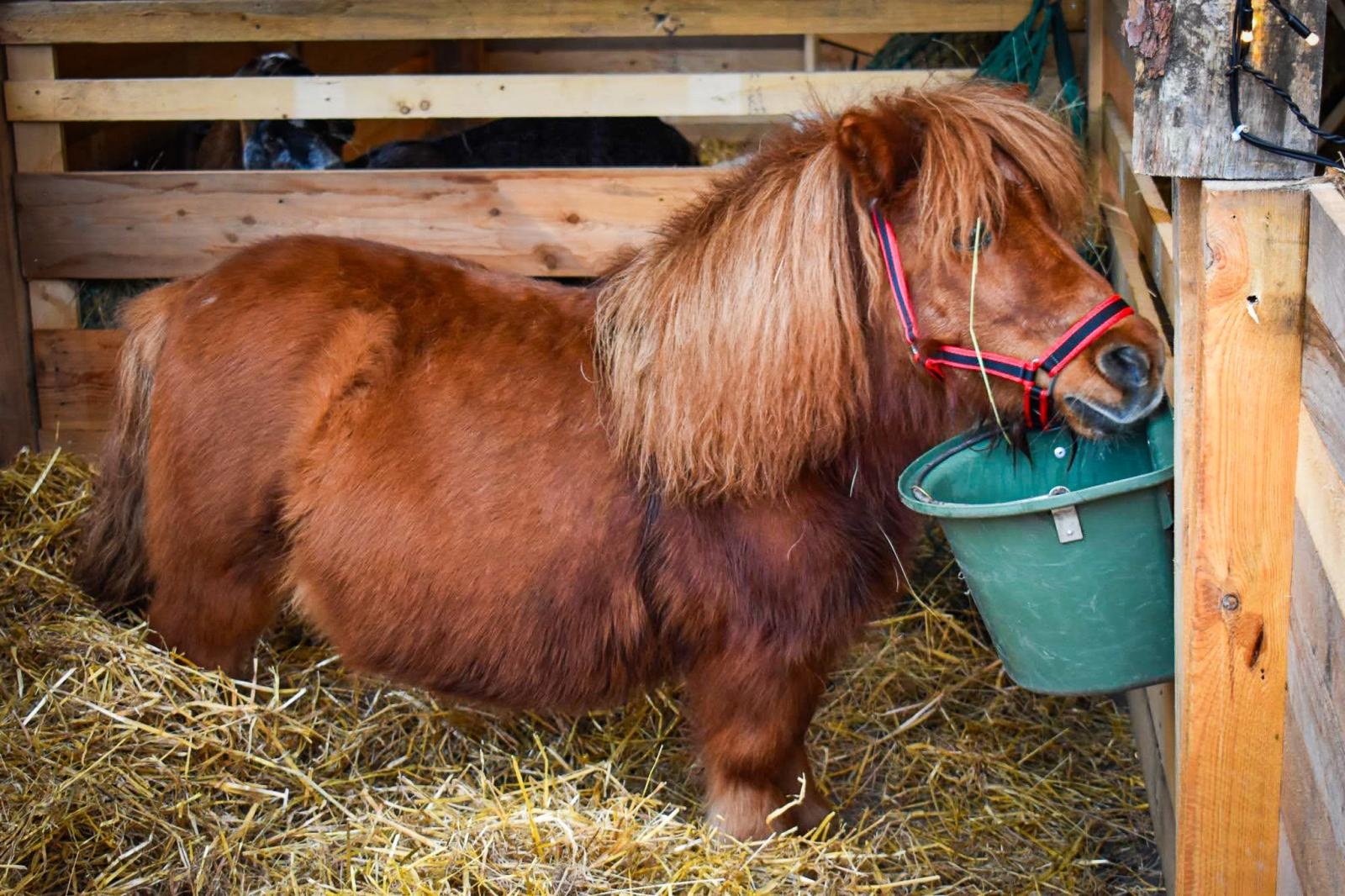 Zdjęcie w galerii na portalu naszraciborz.pl: Magia zamkowego jarmarku przyciągnęła tłumy [FOTO i WIDEO] wiadomości z regionu