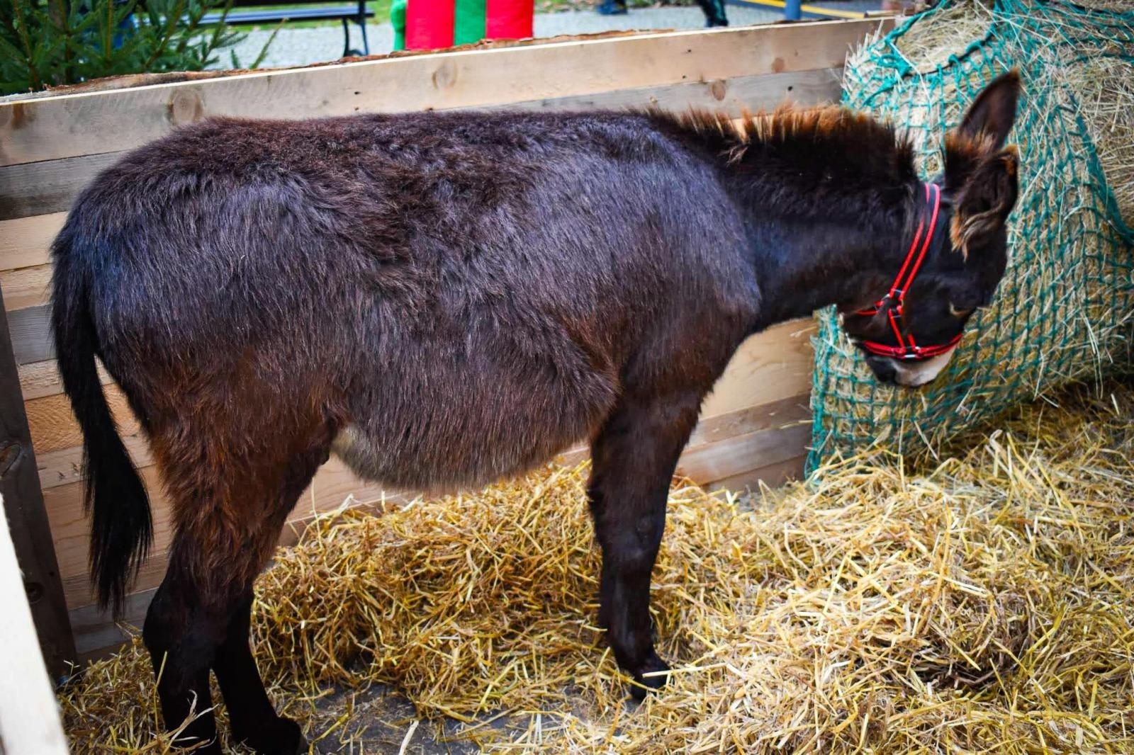 Zdjęcie w galerii na portalu naszraciborz.pl: Magia zamkowego jarmarku przyciągnęła tłumy [FOTO i WIDEO] wiadomości z regionu