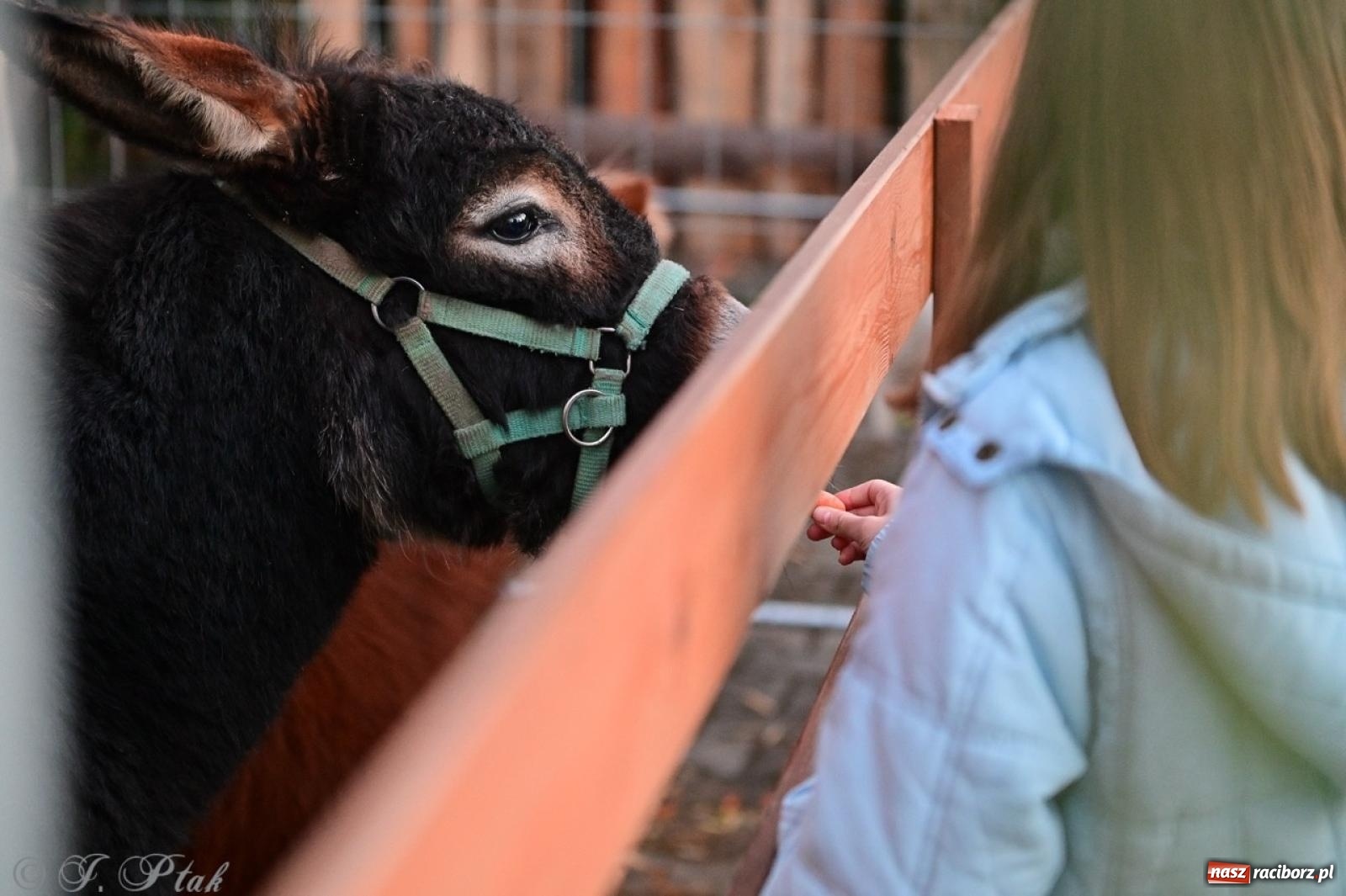 Zdjęcie w galerii na portalu naszraciborz.pl: Tłumy na Kiermaszu Bożonarodzeniowym w Pietrowicach Wielkich [FOTO i WIDEO] wiadomości z regionu