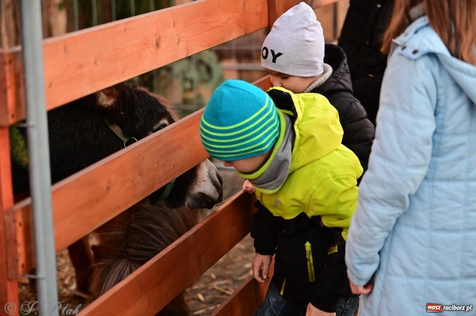 Zdjęcie w galerii na portalu naszraciborz.pl: Tłumy na Kiermaszu Bożonarodzeniowym w Pietrowicach Wielkich [FOTO i WIDEO] wiadomości z regionu