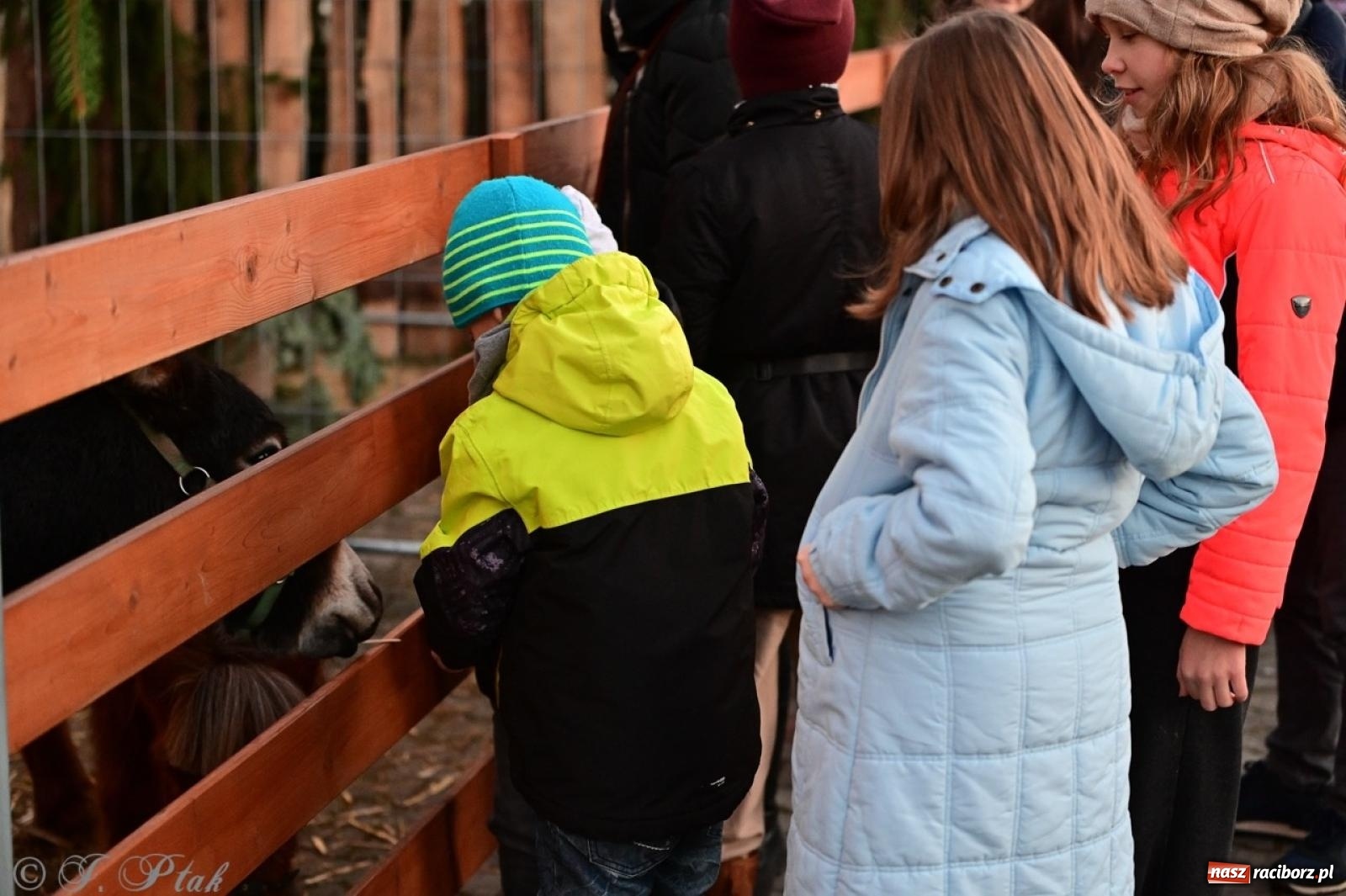 Zdjęcie w galerii na portalu naszraciborz.pl: Tłumy na Kiermaszu Bożonarodzeniowym w Pietrowicach Wielkich [FOTO i WIDEO] wiadomości z regionu