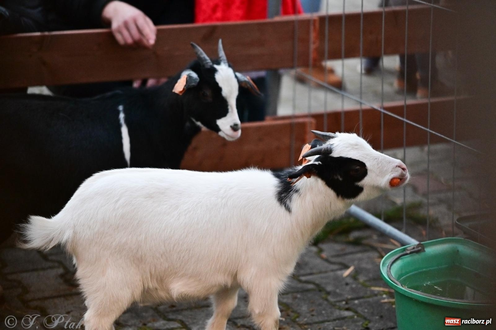 Zdjęcie w galerii na portalu naszraciborz.pl: Tłumy na Kiermaszu Bożonarodzeniowym w Pietrowicach Wielkich [FOTO i WIDEO] wiadomości z regionu
