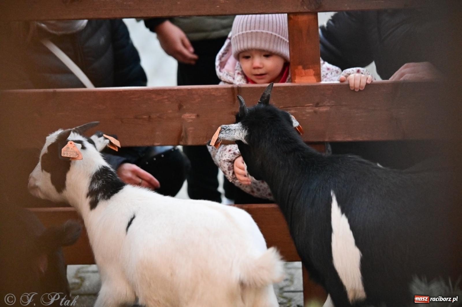 Zdjęcie w galerii na portalu naszraciborz.pl: Tłumy na Kiermaszu Bożonarodzeniowym w Pietrowicach Wielkich [FOTO i WIDEO] wiadomości z regionu