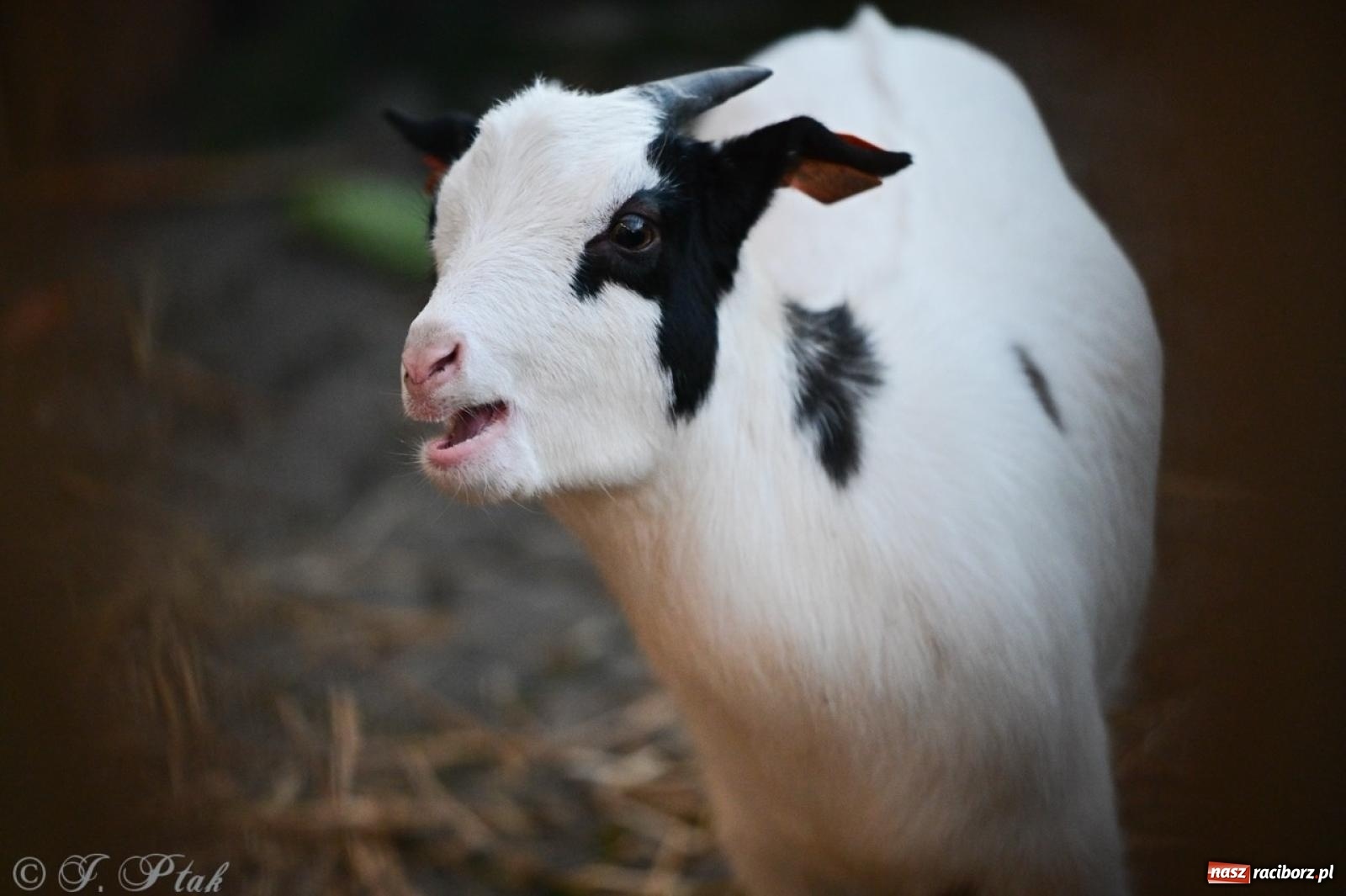 Zdjęcie w galerii na portalu naszraciborz.pl: Tłumy na Kiermaszu Bożonarodzeniowym w Pietrowicach Wielkich [FOTO i WIDEO] wiadomości z regionu