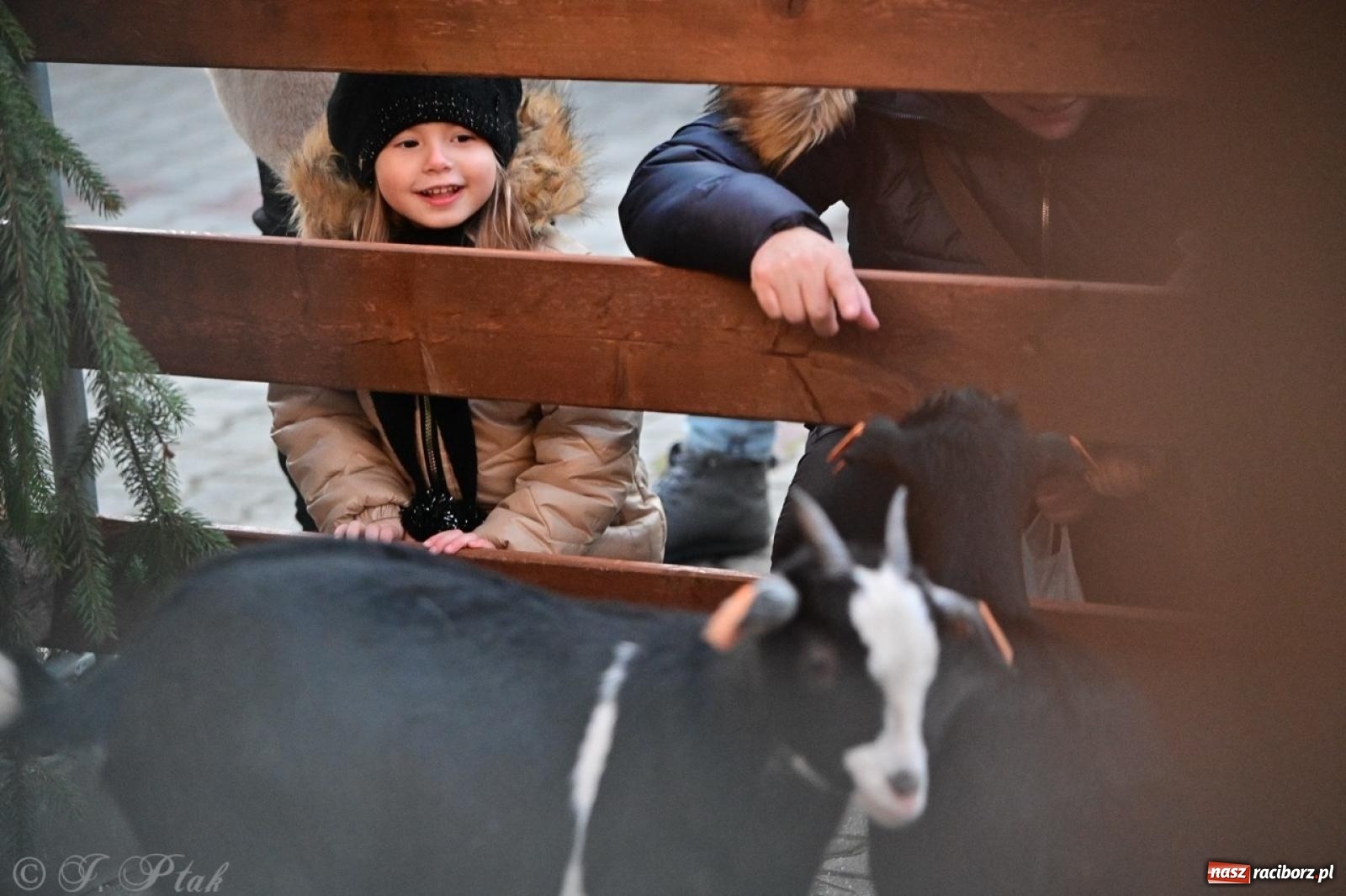 Zdjęcie w galerii na portalu naszraciborz.pl: Tłumy na Kiermaszu Bożonarodzeniowym w Pietrowicach Wielkich [FOTO i WIDEO] wiadomości z regionu