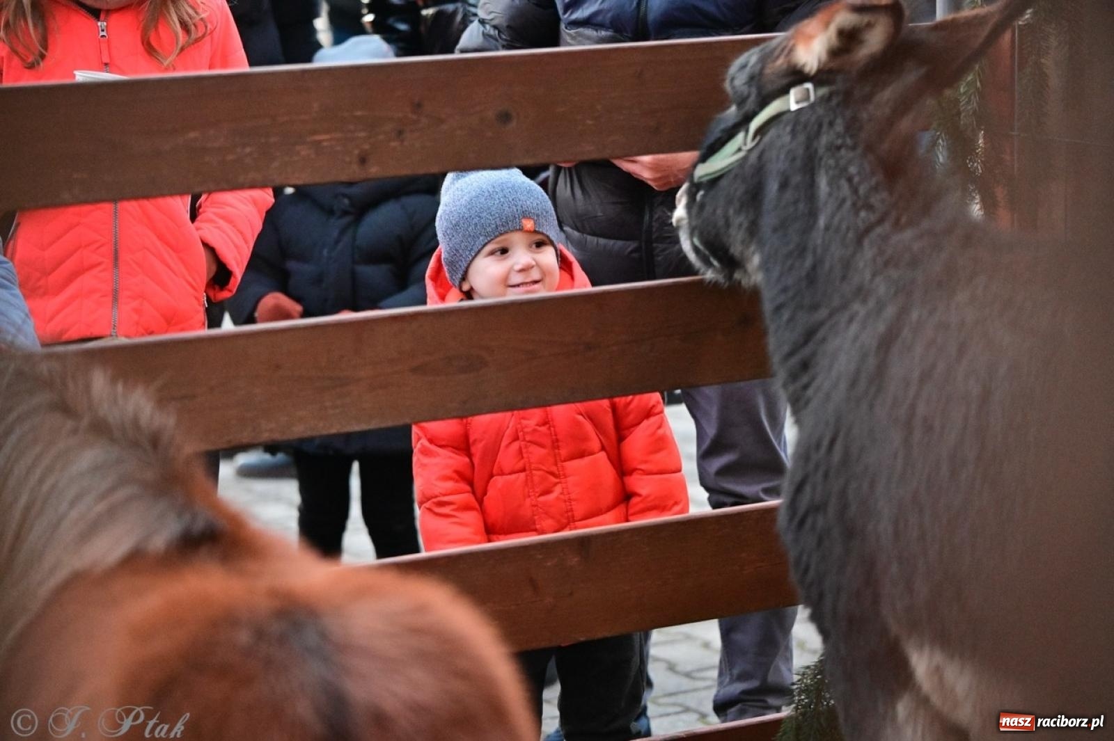 Zdjęcie w galerii na portalu naszraciborz.pl: Tłumy na Kiermaszu Bożonarodzeniowym w Pietrowicach Wielkich [FOTO i WIDEO] wiadomości z regionu