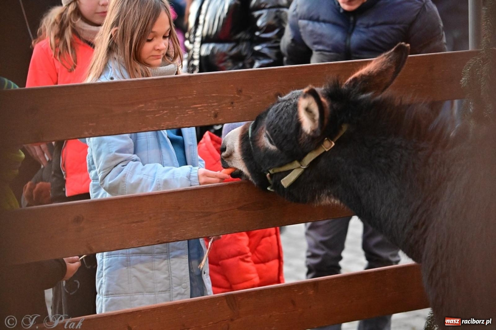 Zdjęcie w galerii na portalu naszraciborz.pl: Tłumy na Kiermaszu Bożonarodzeniowym w Pietrowicach Wielkich [FOTO i WIDEO] wiadomości z regionu