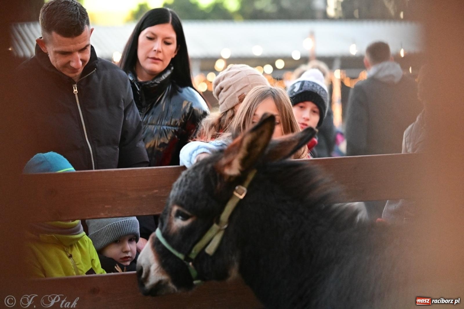 Zdjęcie w galerii na portalu naszraciborz.pl: Tłumy na Kiermaszu Bożonarodzeniowym w Pietrowicach Wielkich [FOTO i WIDEO] wiadomości z regionu