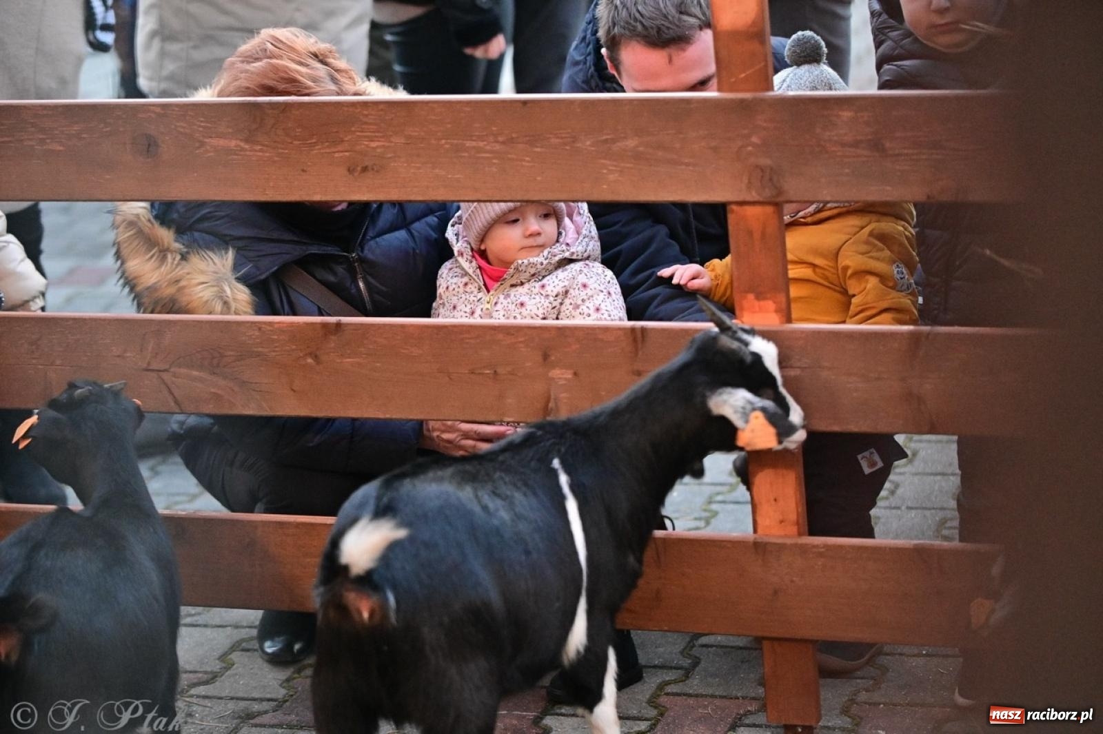 Zdjęcie w galerii na portalu naszraciborz.pl: Tłumy na Kiermaszu Bożonarodzeniowym w Pietrowicach Wielkich [FOTO i WIDEO] wiadomości z regionu