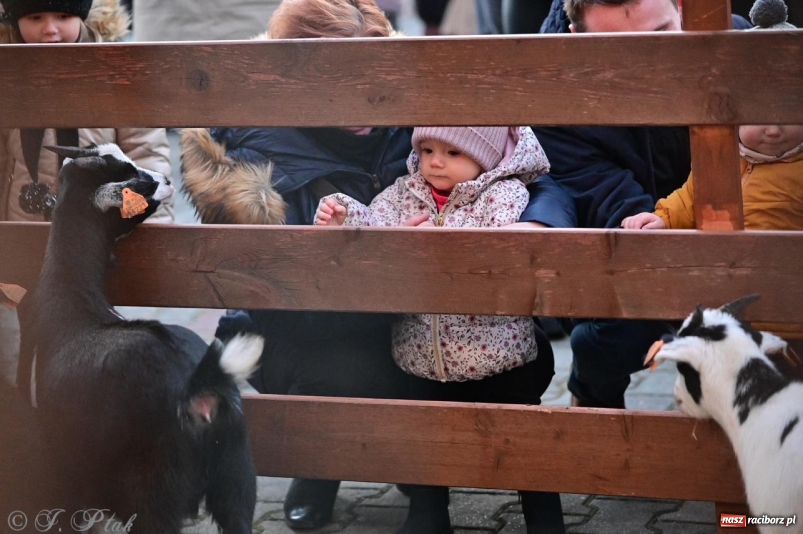 Zdjęcie w galerii na portalu naszraciborz.pl: Tłumy na Kiermaszu Bożonarodzeniowym w Pietrowicach Wielkich [FOTO i WIDEO] wiadomości z regionu