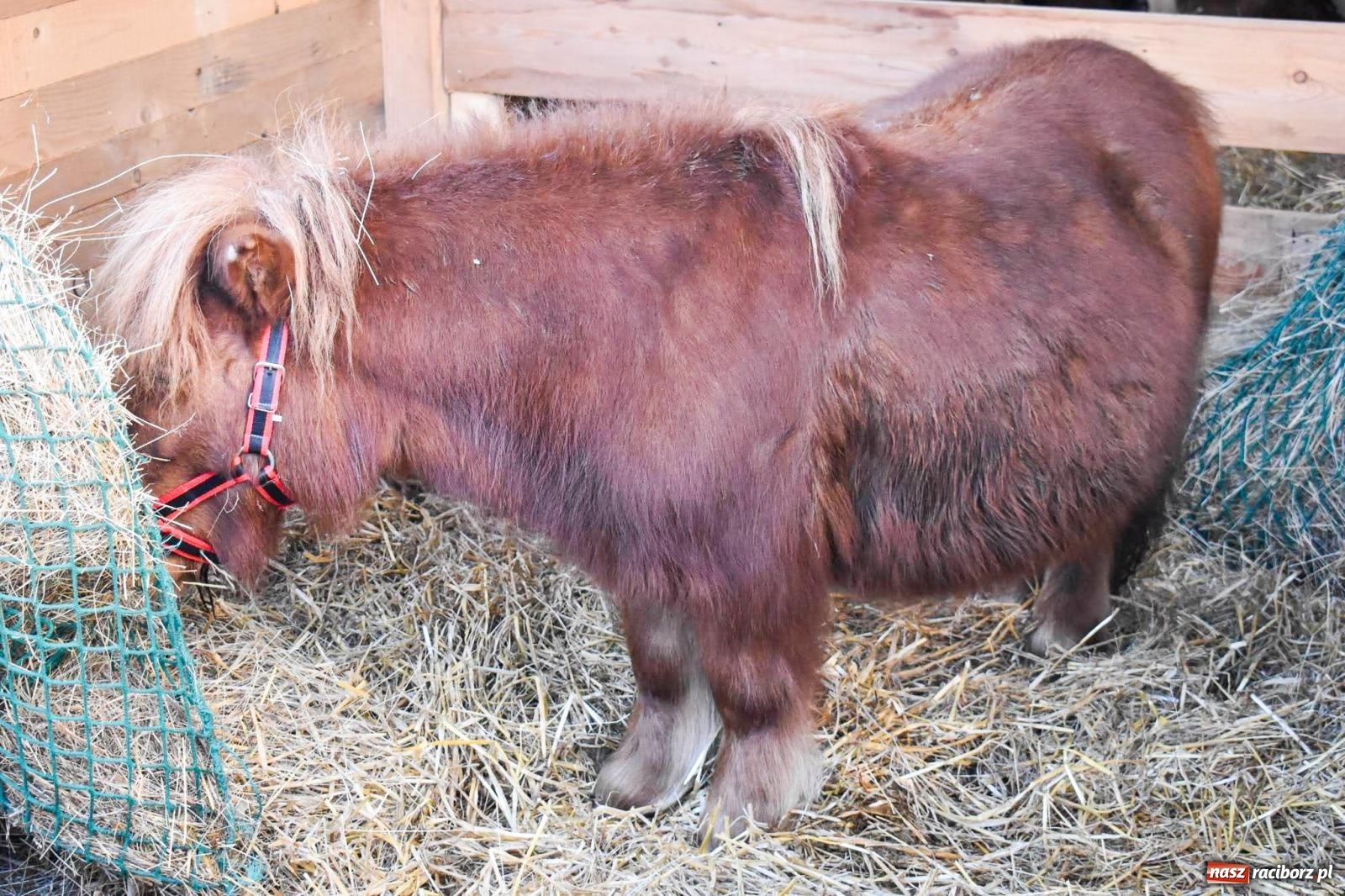 Zdjęcie w galerii na portalu naszraciborz.pl: Niedzielne tłumy na Bajkowym Zamku w Raciborzu. Za tydzień kolejne atrakcje [FOTO, WIDEO, PROGRAM] wiadomości z regionu