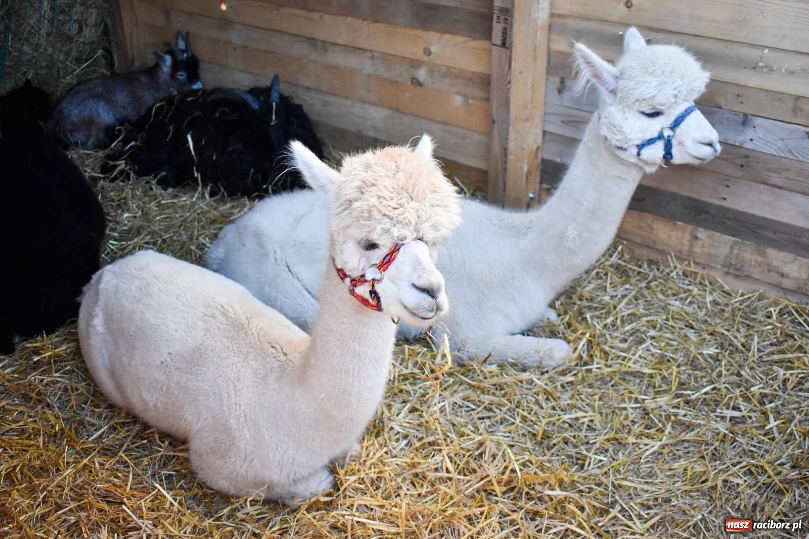 Zdjęcie w galerii na portalu naszraciborz.pl: Niedzielne tłumy na Bajkowym Zamku w Raciborzu. Za tydzień kolejne atrakcje [FOTO, WIDEO, PROGRAM] wiadomości z regionu