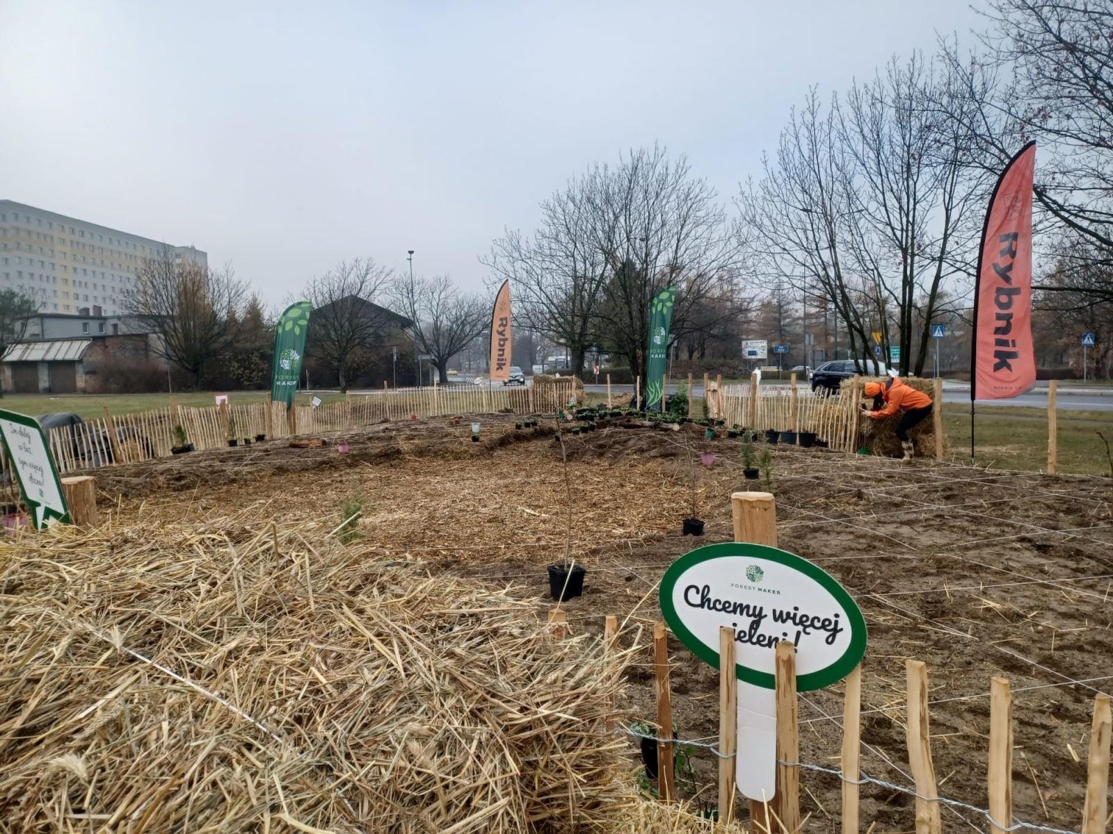 Zdjęcie w galerii na portalu naszraciborz.pl: Pierwszy las Miyawaki w Rybniku. Raciborskie urzędniczki włączyły się w akcję sadzenia wiadomości z regionu