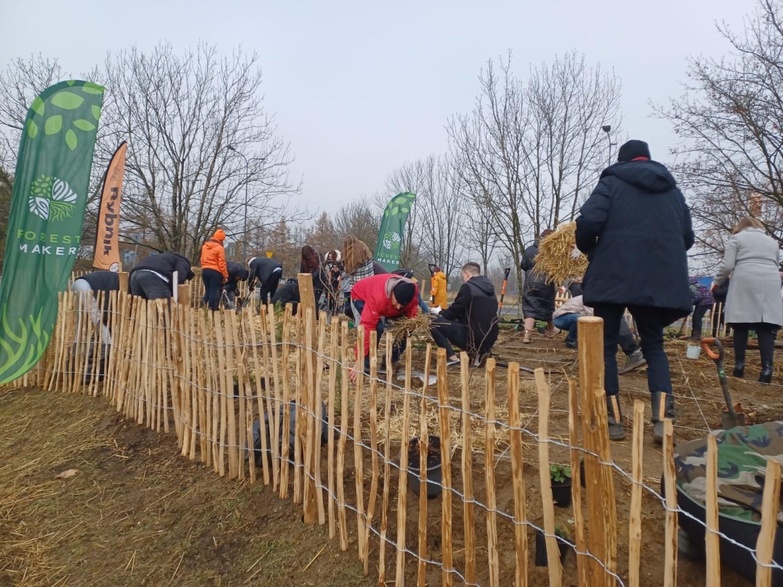 Zdjęcie w galerii na portalu naszraciborz.pl: Pierwszy las Miyawaki w Rybniku. Raciborskie urzędniczki włączyły się w akcję sadzenia wiadomości z regionu