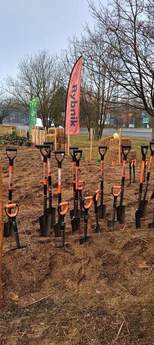 Zdjęcie w galerii na portalu naszraciborz.pl: Pierwszy las Miyawaki w Rybniku. Raciborskie urzędniczki włączyły się w akcję sadzenia wiadomości z regionu