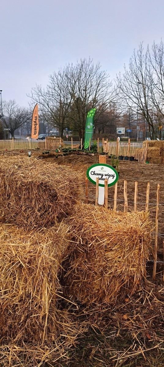 Zdjęcie w galerii na portalu naszraciborz.pl: Pierwszy las Miyawaki w Rybniku. Raciborskie urzędniczki włączyły się w akcję sadzenia wiadomości z regionu