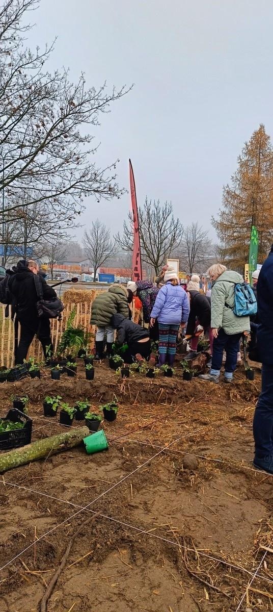 Zdjęcie w galerii na portalu naszraciborz.pl: Pierwszy las Miyawaki w Rybniku. Raciborskie urzędniczki włączyły się w akcję sadzenia wiadomości z regionu