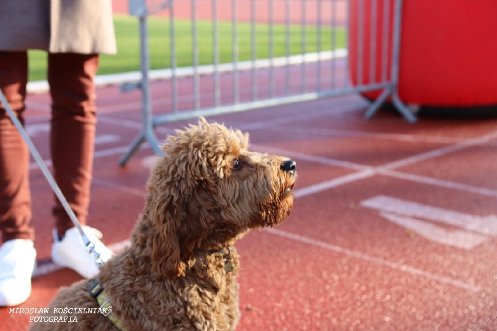 Zdjęcie w galerii na portalu naszraciborz.pl: Bieg mikołajkowy z Justyną Święty-Ersetic za nami [FOTO] wiadomości z regionu