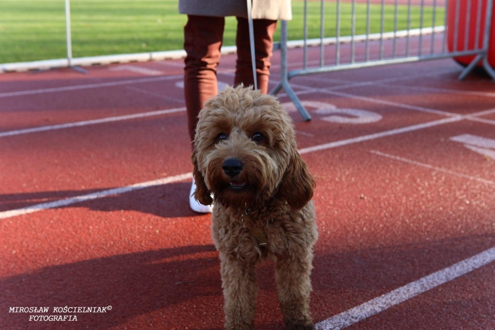 Zdjęcie w galerii na portalu naszraciborz.pl: Bieg mikołajkowy z Justyną Święty-Ersetic za nami [FOTO] wiadomości z regionu