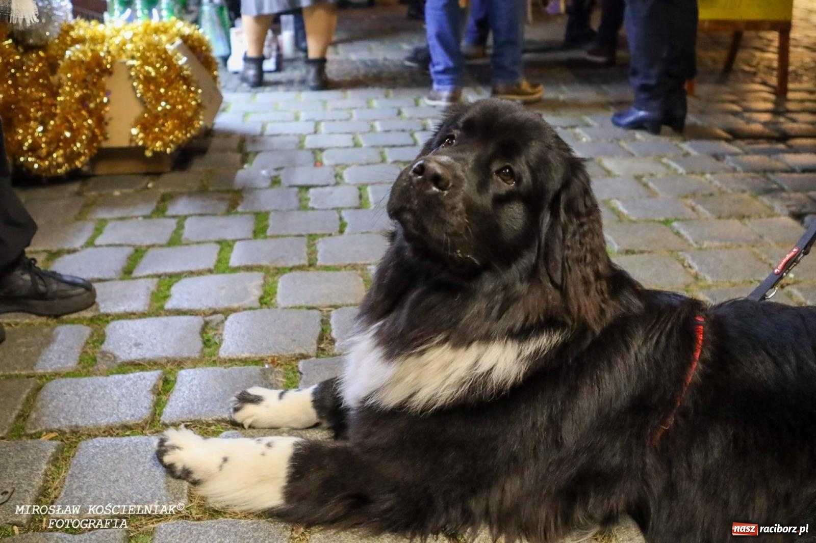 Zdjęcie w galerii na portalu naszraciborz.pl: Zakupy, smaki i niezapomniane chwile w sercu Raciborza [FOTO] wiadomości z regionu