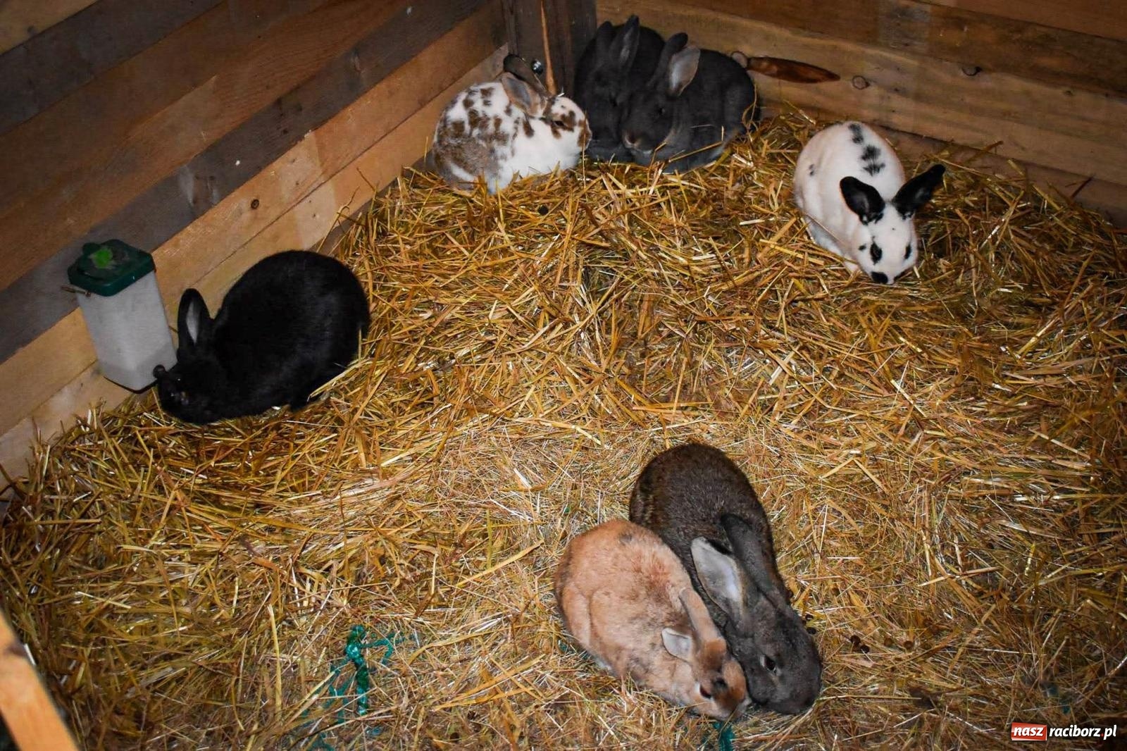 Zdjęcie w galerii na portalu naszraciborz.pl: Niedziela na zamku na Zamku Piastowskim w Raciborzu [FOTO i WIDEO] wiadomości z regionu