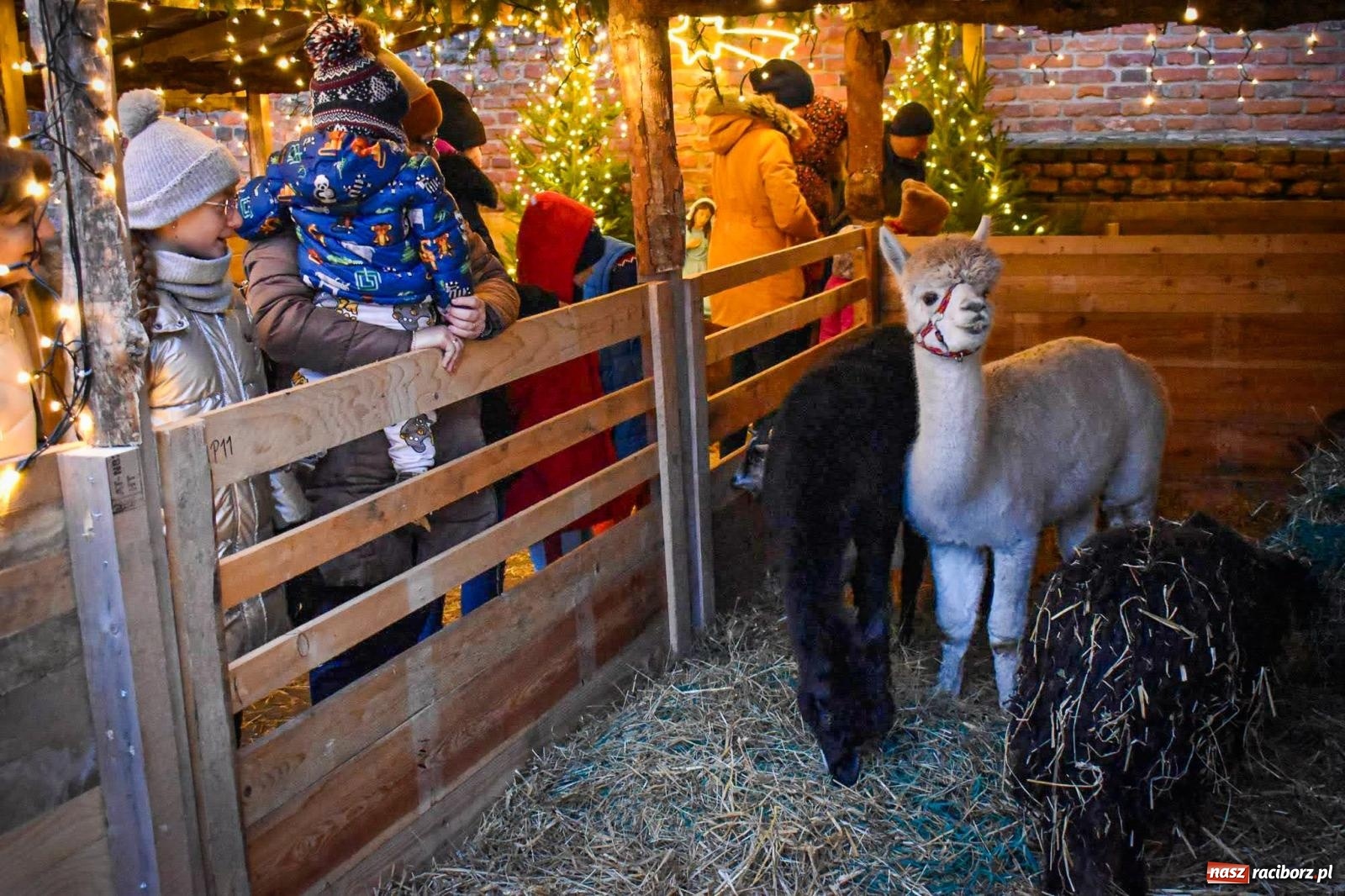 Zdjęcie w galerii na portalu naszraciborz.pl: Niedziela na zamku na Zamku Piastowskim w Raciborzu [FOTO i WIDEO] wiadomości z regionu
