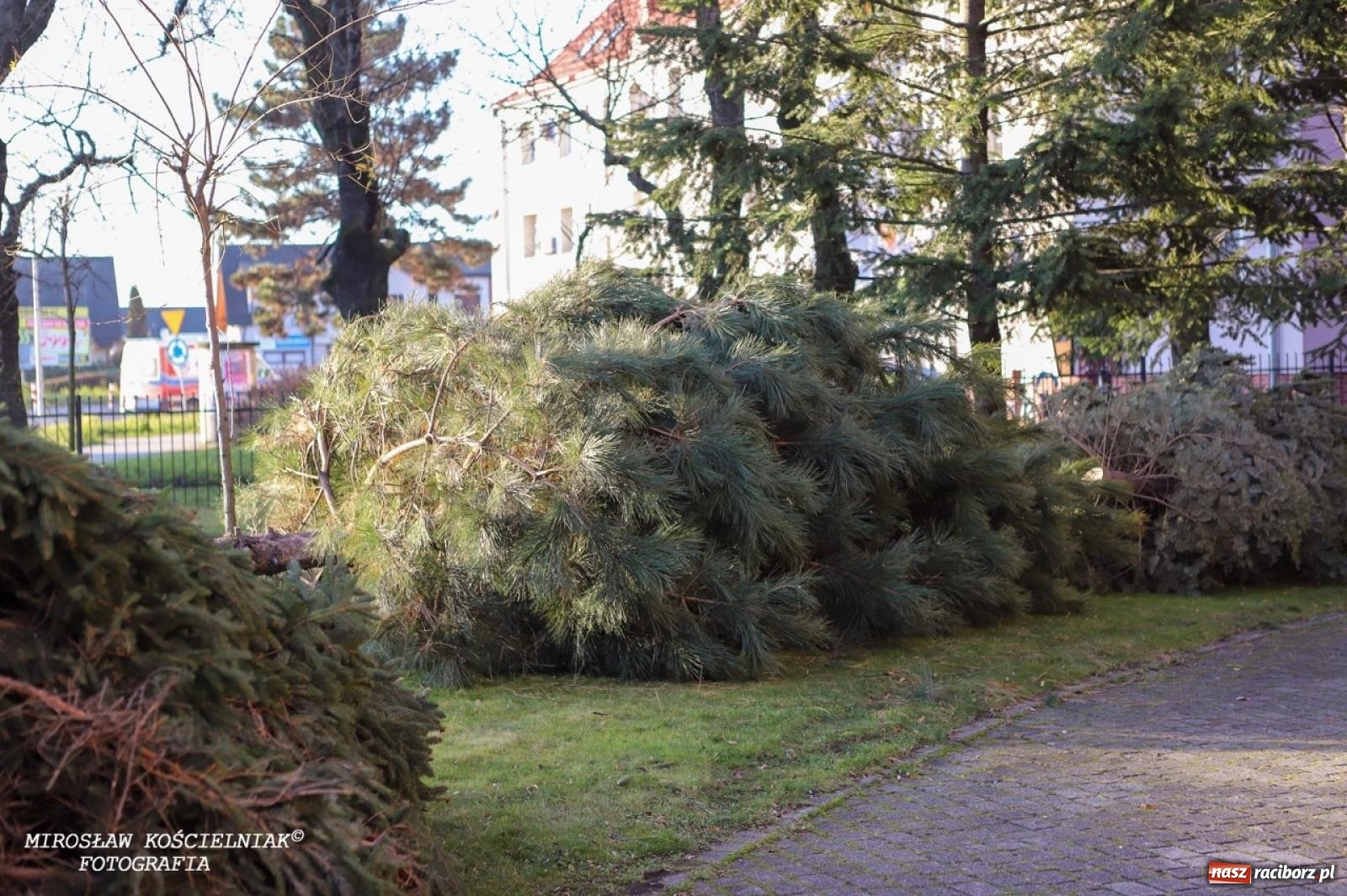 Zdjęcie w galerii na portalu naszraciborz.pl: Montaż szopki bożonarodzeniowej w kościele św. Mikołaja w Raciborzu [FOTO] wiadomości z regionu