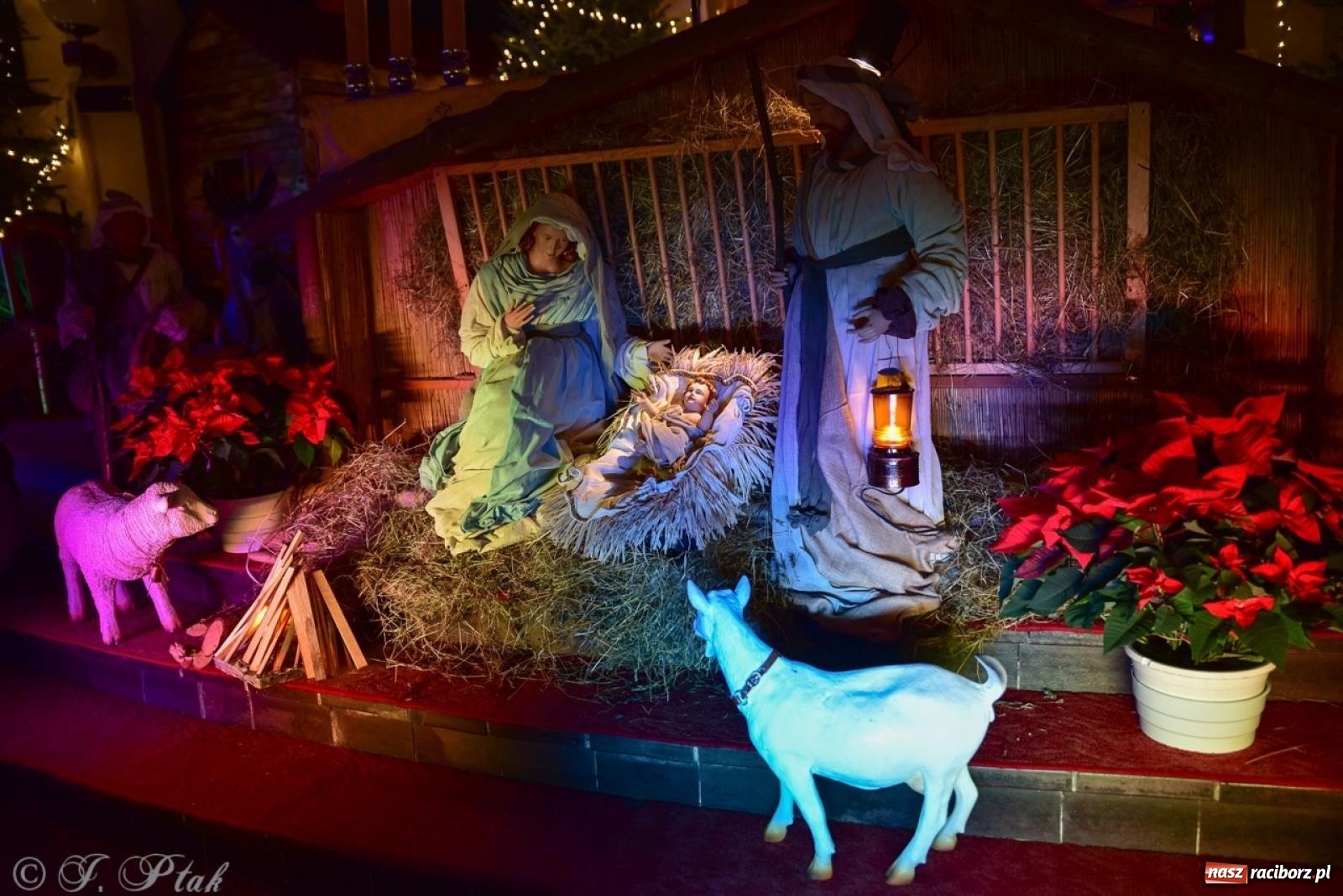 Zdjęcie w galerii na portalu naszraciborz.pl: Tradycja szopek bożonarodzeniowych w raciborskich kościołach [FOTO] wiadomości z regionu