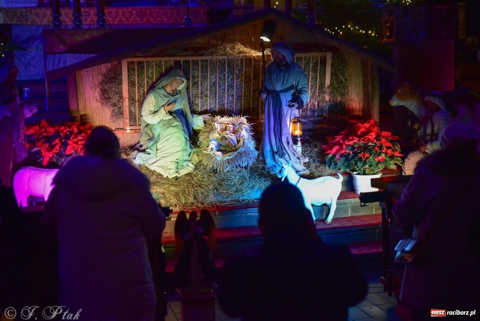 Zdjęcie w galerii na portalu naszraciborz.pl: Tradycja szopek bożonarodzeniowych w raciborskich kościołach [FOTO] wiadomości z regionu