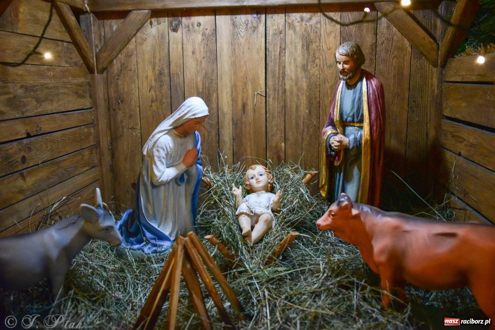 Zdjęcie w galerii na portalu naszraciborz.pl: Tradycja szopek bożonarodzeniowych w raciborskich kościołach [FOTO] wiadomości z regionu