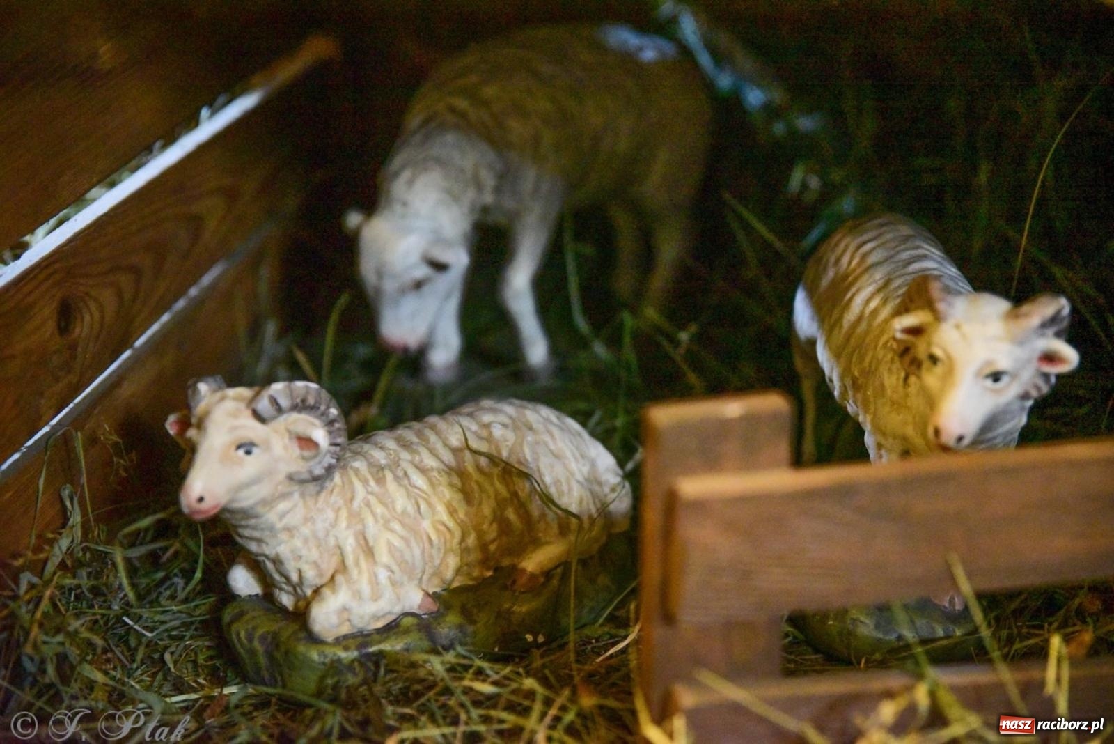 Zdjęcie w galerii na portalu naszraciborz.pl: Tradycja szopek bożonarodzeniowych w raciborskich kościołach [FOTO] wiadomości z regionu