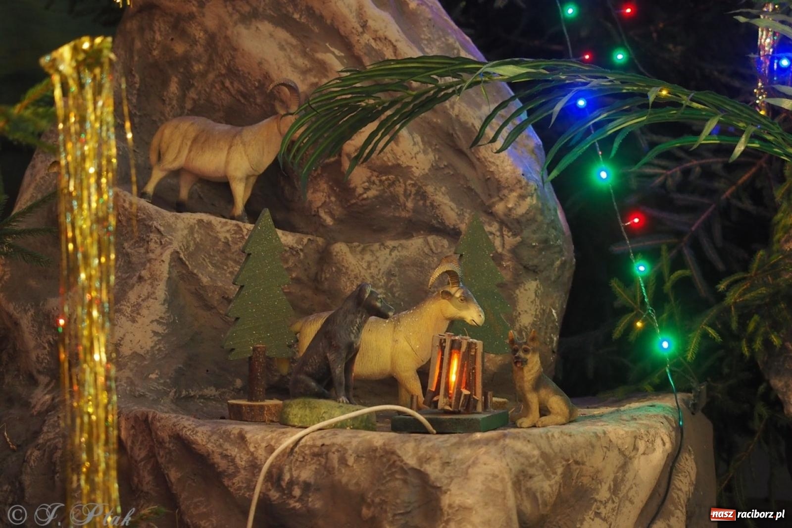 Zdjęcie w galerii na portalu naszraciborz.pl: Tradycja szopek bożonarodzeniowych w raciborskich kościołach [FOTO] wiadomości z regionu