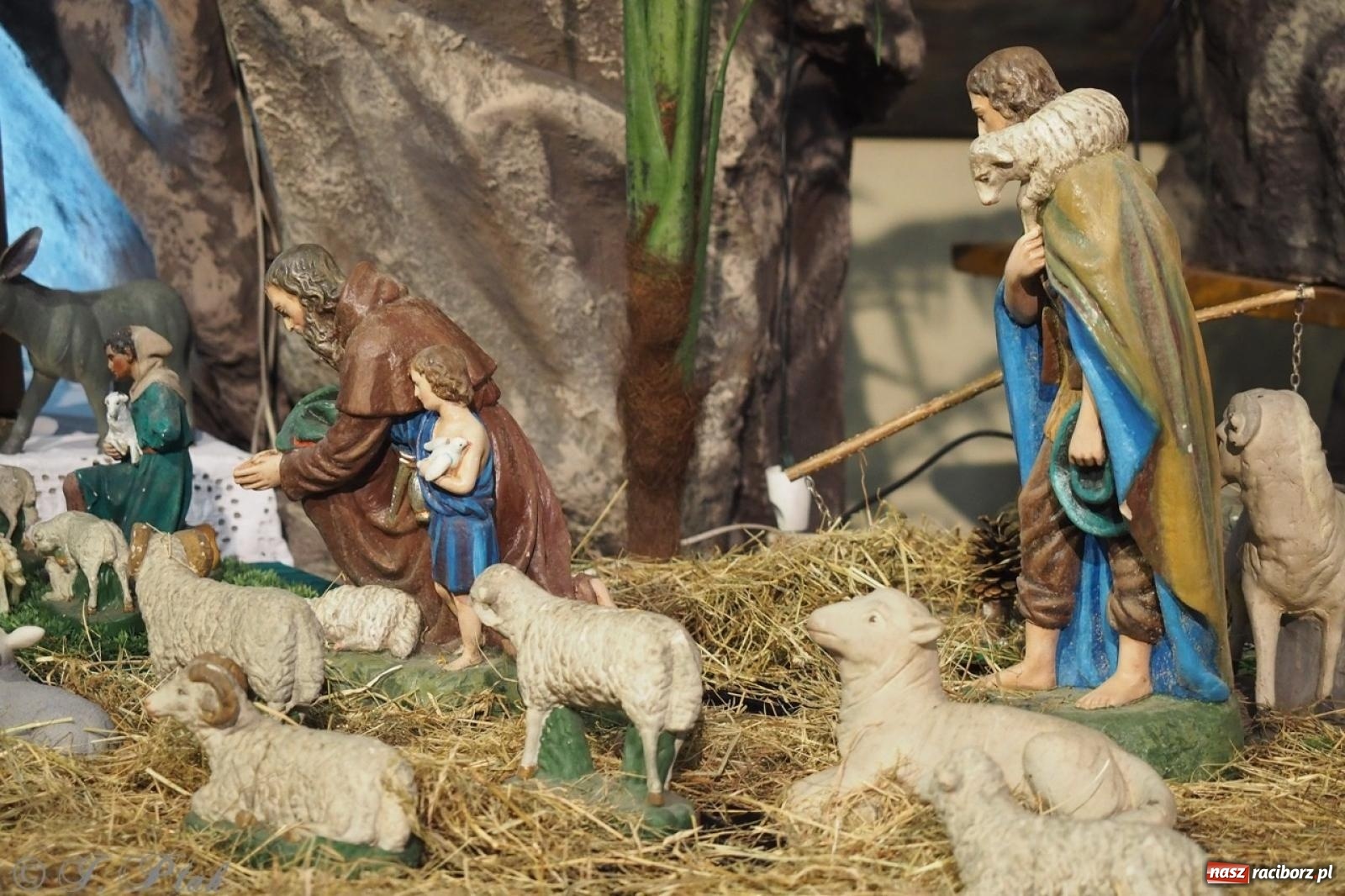 Zdjęcie w galerii na portalu naszraciborz.pl: Tradycja szopek bożonarodzeniowych w raciborskich kościołach [FOTO] wiadomości z regionu