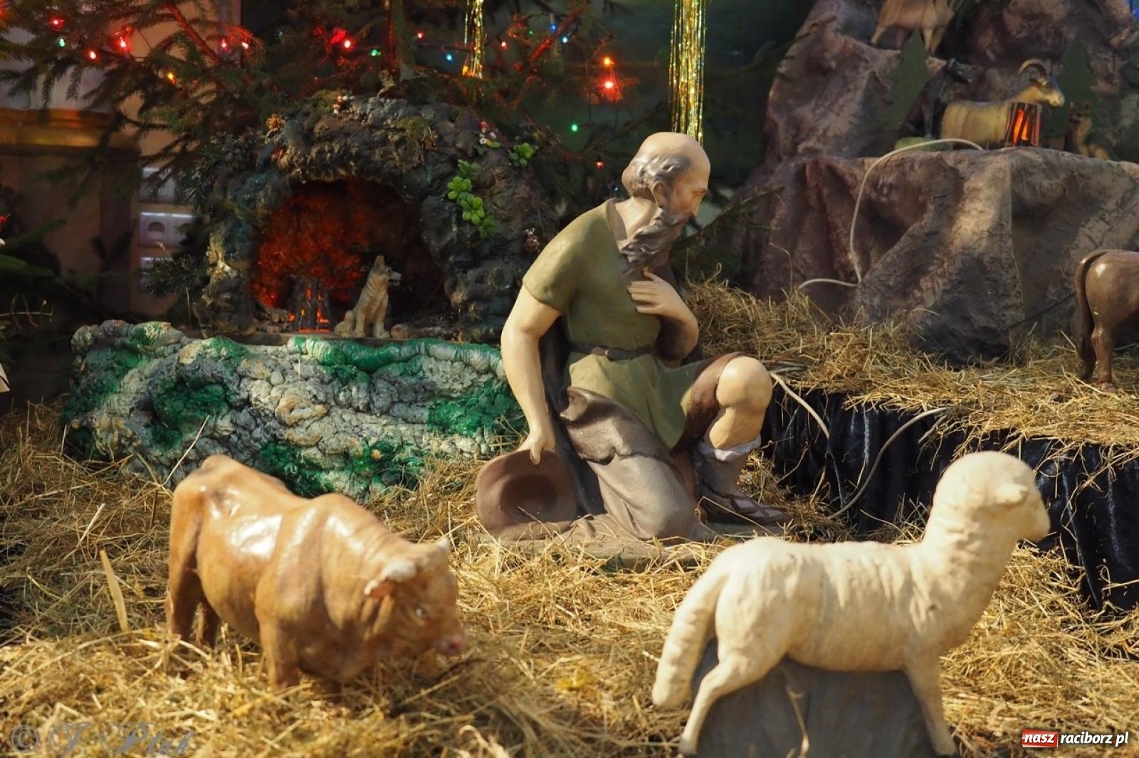 Zdjęcie w galerii na portalu naszraciborz.pl: Tradycja szopek bożonarodzeniowych w raciborskich kościołach [FOTO] wiadomości z regionu