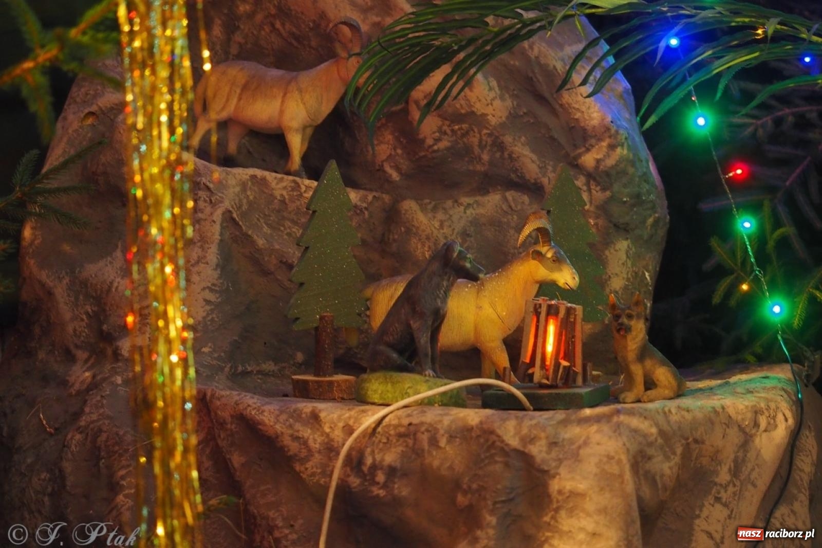 Zdjęcie w galerii na portalu naszraciborz.pl: Tradycja szopek bożonarodzeniowych w raciborskich kościołach [FOTO] wiadomości z regionu