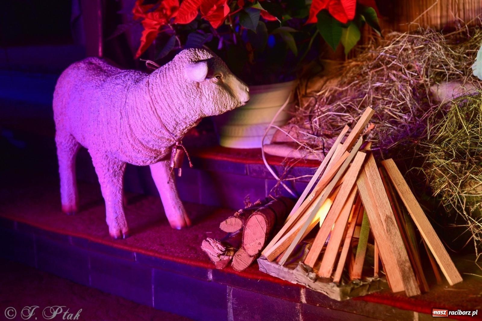 Zdjęcie w galerii na portalu naszraciborz.pl: Pasterka w okrąglaku: figura Dzieciątka w żłóbku i zapowiedź wieczoru kolęd [FOTO i WIDEO] wiadomości z regionu