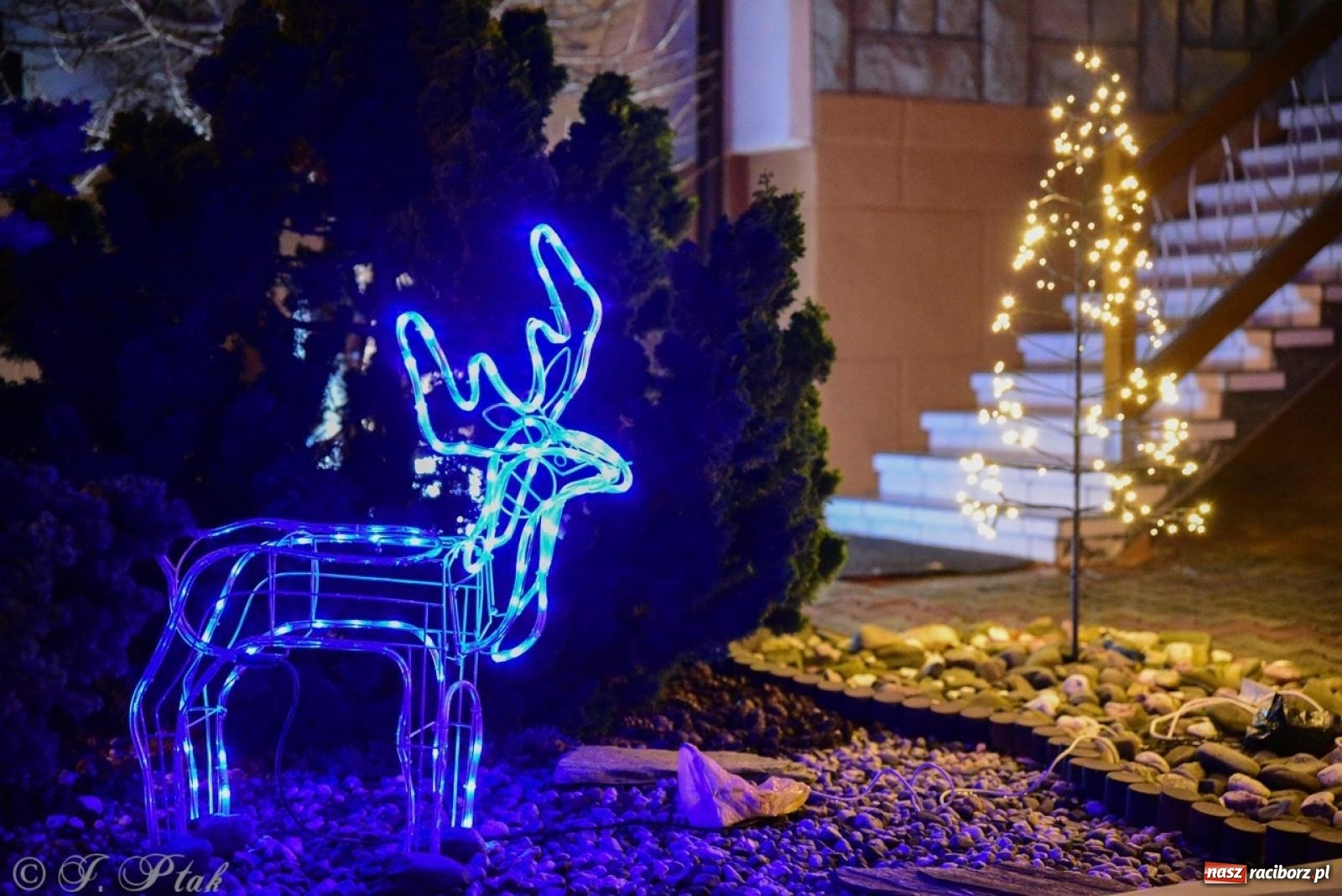 Zdjęcie w galerii na portalu naszraciborz.pl: Śląskie Griswoldowo, czyli Nowa Wioska zaprasza do świątecznego świata iluminacji wiadomości z regionu