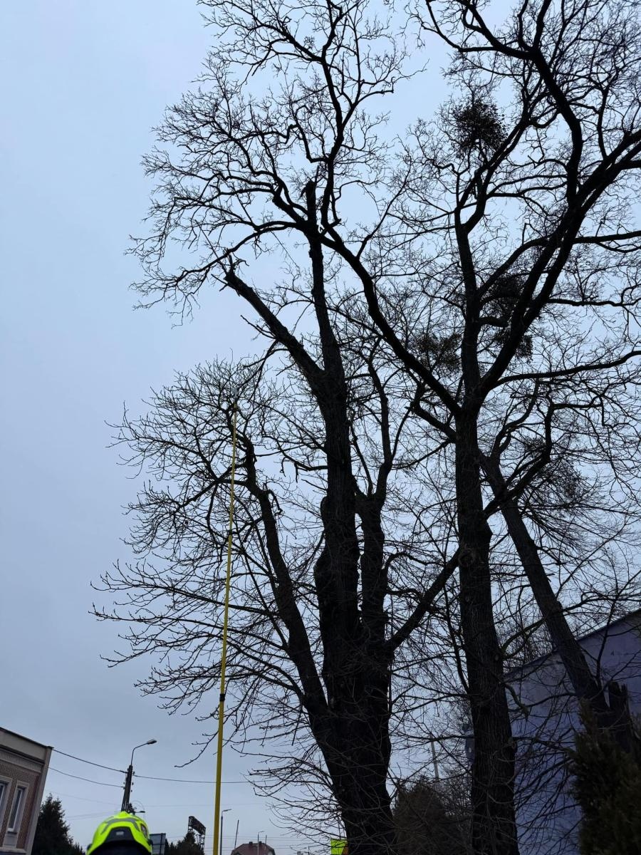 Zdjęcie w galerii na portalu naszraciborz.pl: Zwisająca gałąź zagrażała przechodniom. Strażacka interwencja na Gliwickiej wiadomości z regionu