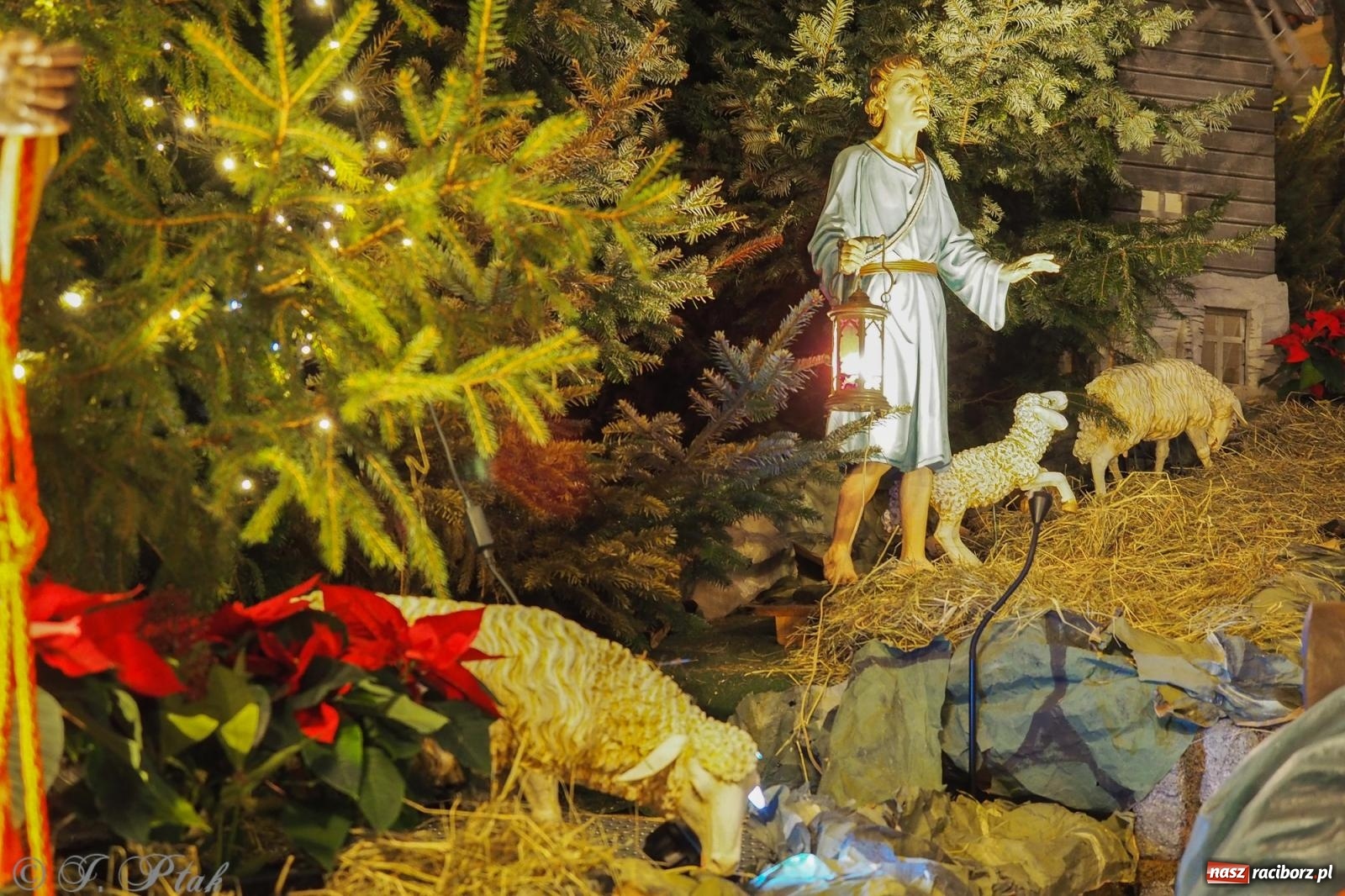 Zdjęcie w galerii na portalu naszraciborz.pl: Franciszkańskie szopki bożonarodzeniowe – tradycja i piękno także w Raciborzu wiadomości z regionu