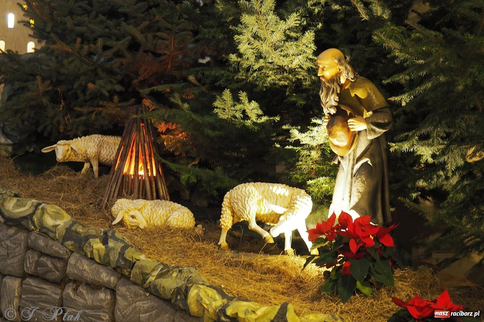 Zdjęcie w galerii na portalu naszraciborz.pl: Franciszkańskie szopki bożonarodzeniowe – tradycja i piękno także w Raciborzu wiadomości z regionu