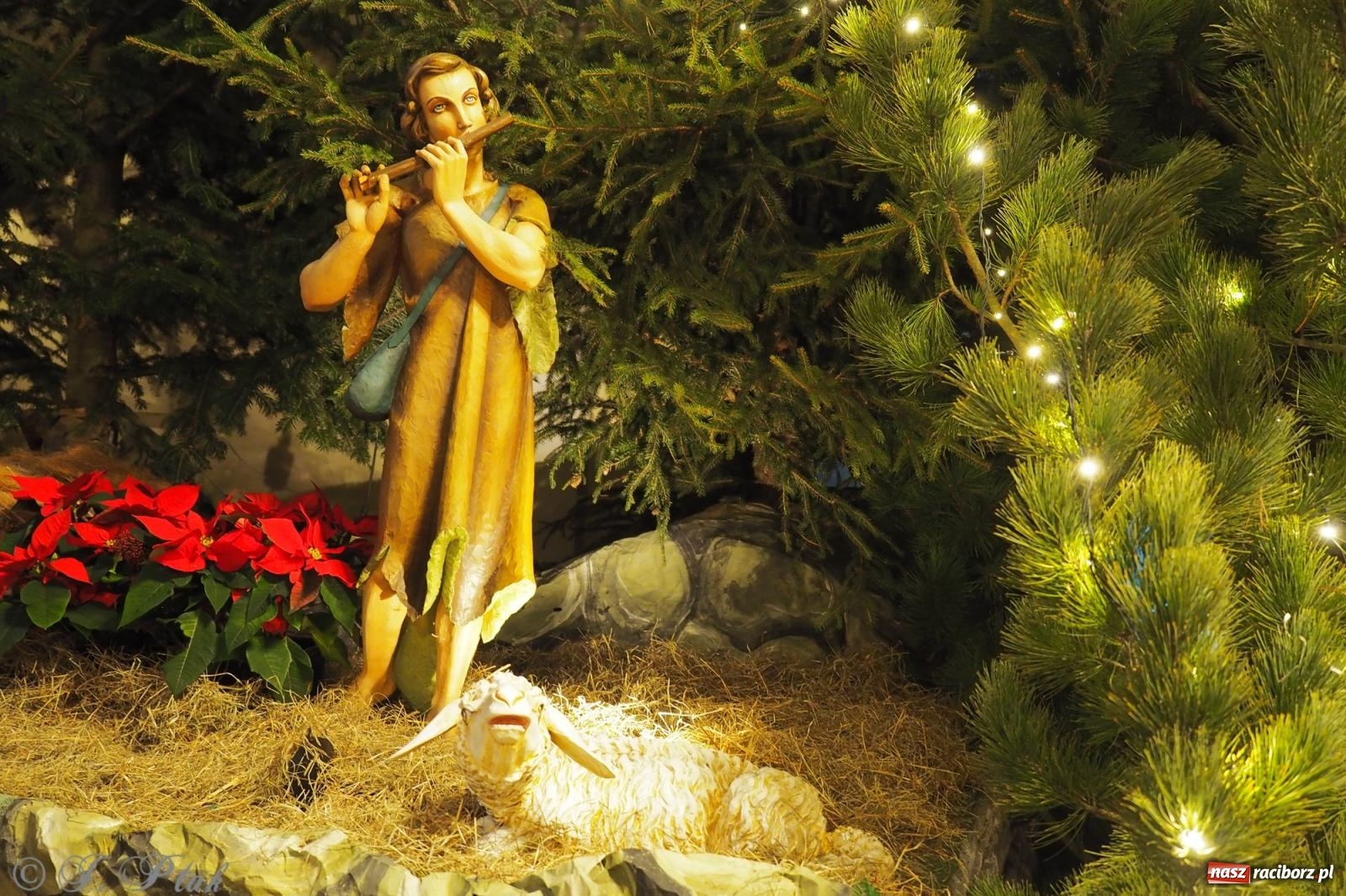 Zdjęcie w galerii na portalu naszraciborz.pl: Franciszkańskie szopki bożonarodzeniowe – tradycja i piękno także w Raciborzu wiadomości z regionu