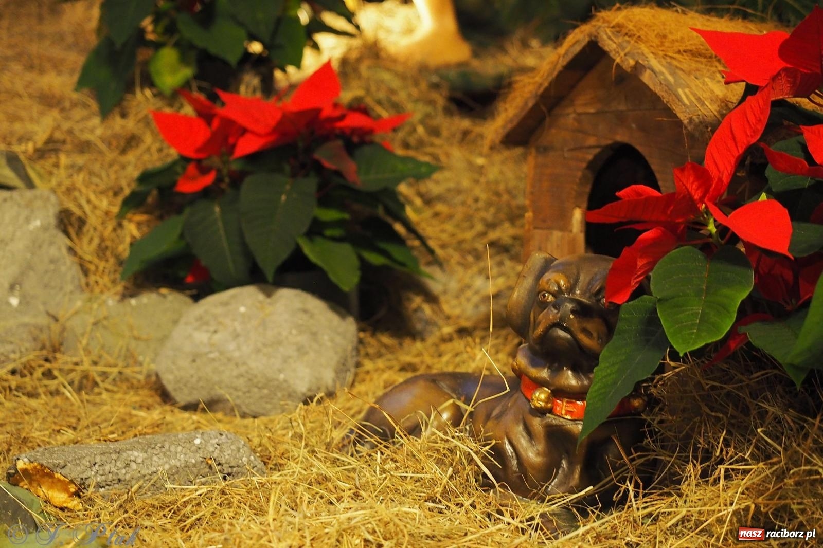 Zdjęcie w galerii na portalu naszraciborz.pl: Franciszkańskie szopki bożonarodzeniowe – tradycja i piękno także w Raciborzu wiadomości z regionu