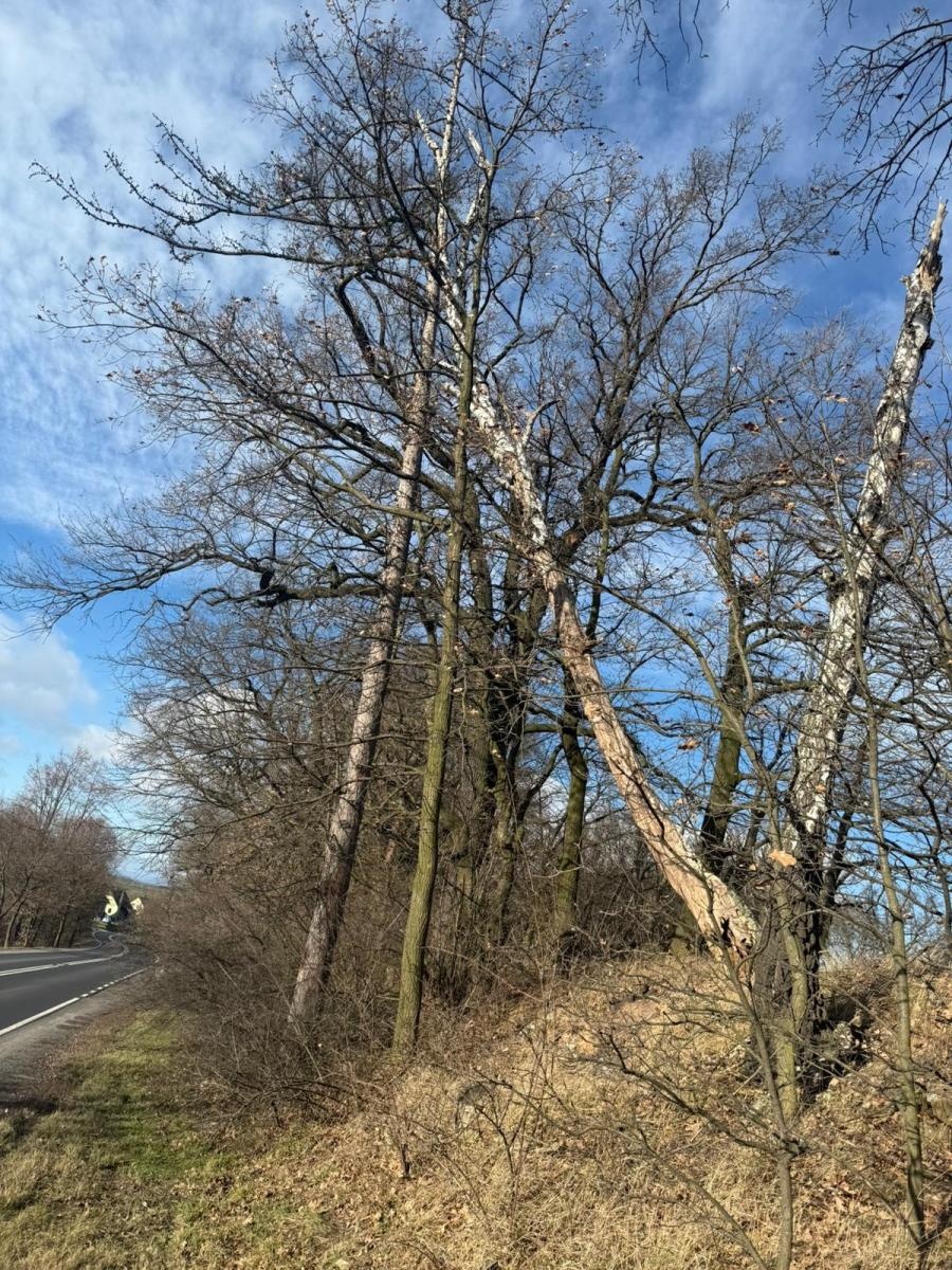 Zdjęcie w galerii na portalu naszraciborz.pl: Raport 998. Pochylone drzewo w Pawłowie wiadomości z regionu